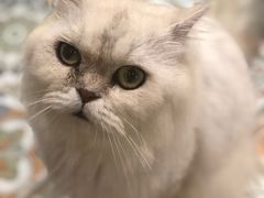 -more than meow吴止猫主题餐厅(承德 中船汇店)