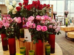 android_upload_pic-荷兰花海