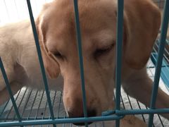 -翊宠yipet猫狗购宠庄园犬舍•猫舍