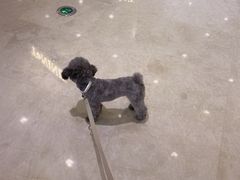 -momokira米努特·德文卷毛猫·棉花面纱犬