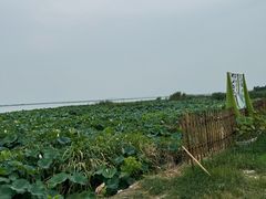 -七的湖·晚芳亭·阳澄湖农家菜·大闸蟹(莲花岛店)