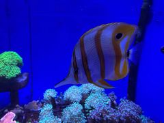 -迪拜水族馆及水下动物园