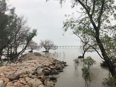 -宝安西湾红树林湿地公园