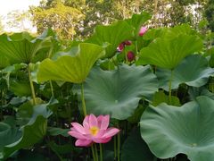 -崇明东平国家森林公园烧烤房车露营地