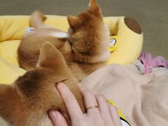 -逗柴咖啡屋·狗咖猫咖宠物桌游