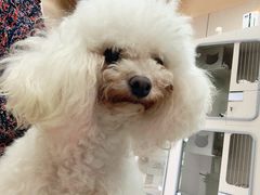 -唐小姐の私宠·宠物洗护美容·撸猫馆·购宠(周浦万达旗舰店)