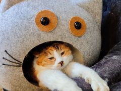 -Anne猫窝咖啡屋
