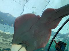 -悉尼海洋生物水族馆