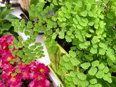 iphone_upload_pic-秦美花卉(天朗·莱茵小城2期店)
