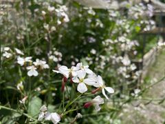 -前小桔亲子创意农场·草莓采摘·露营烧烤