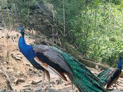 -栾川竹海野生动物园