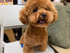 -大型宠物商超·宠海王国·宠物猫狗活体·用品·美容(新世界百货重庆店)