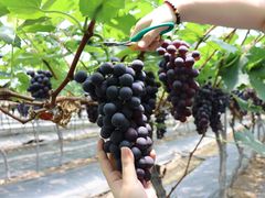 -金谷域澳洲庄园