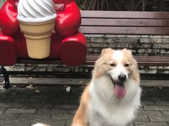 -创凡宠物医院·骨专科  猫科中心(西乡分院)