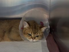 -中农国际动物医院24小时·猫科·骨科·急重症中心