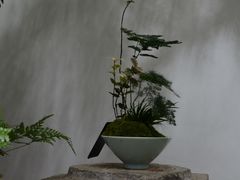 -植觉