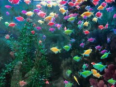 -沙沙哗啦海洋馆(华宇百花谷店)
