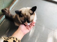 -喵屿·大理花园猫咖