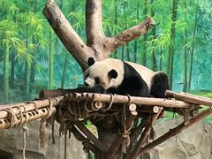 -灵玲国际马戏城