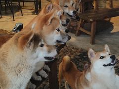 -柴犬高等学院·狗咖·柴犬售卖·宠物训练