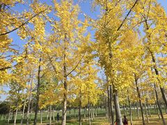 -汉长安城未央宫国家考古遗址公园