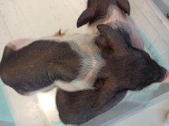 -怪兽屋·羊驼·猫咖·狗咖(俊华广场店)