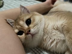 -东方名猫馆·英短金渐层布偶猫舍(环线广场1号楼店)