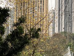 -龙头寺公园