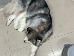 -汪说·狗咖(旺城大厦店)
