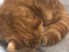 -飞行喵MR PILOT|猫舍·猫咖(静安大融城店)
