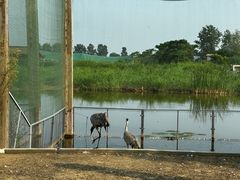 -盐城丹顶鹤湿地生态旅游区