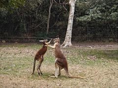 -杭州野生动物世界