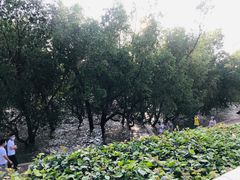 -宝安西湾红树林湿地公园