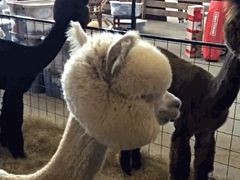 -朱古力纯K量贩式KTV(国庆中路店)