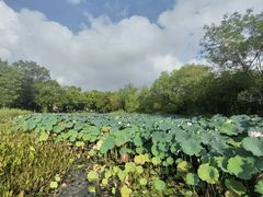 -西溪国家湿地公园