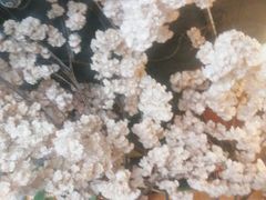 -甲大帅·甲鱼·椰子鸡主题餐厅(唐家店)