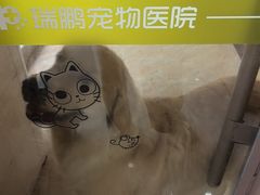 -瑞鹏宠物医院·夜间急症·心超·猫科(祖庙分店)