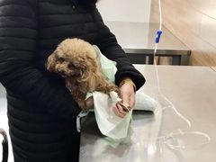 -爱侣宠医·鹦鹉专科·小型哺乳类·异宠专科(灵石路店)