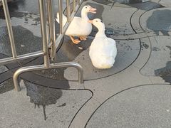 -龙华素斋(龙华路店)