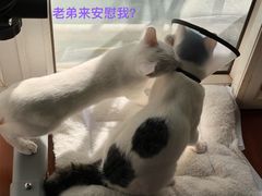 -凯瑞希宠物医院·狂犬免疫·微创·皮肤科