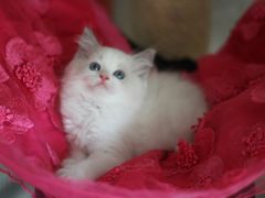 -Bastet sally猫舍购宠(静安店)