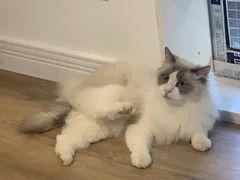 -李小姐の猫咖啡馆(五角场店)