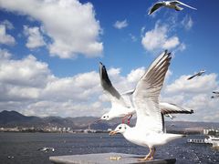-海埂大坝