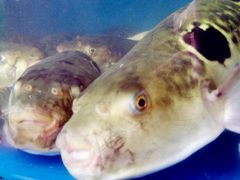 -天正河鲀·河豚亭(大连店)