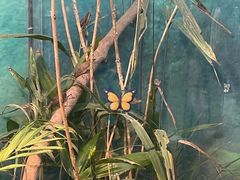 -上海大自然野生昆虫馆