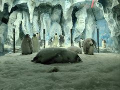 -帝企鹅自助餐厅•儿童岛•真企鹅(长隆企鹅酒店)