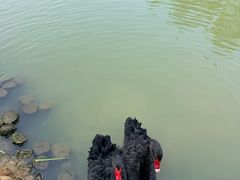 -东湖落雁景区