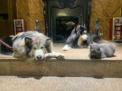 -more than meow吴止猫主题餐厅(承德 中船汇店)