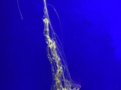 -上海海洋水族馆