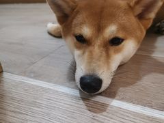 -柴迷FANS CLUB·柴犬狗咖·猫咖